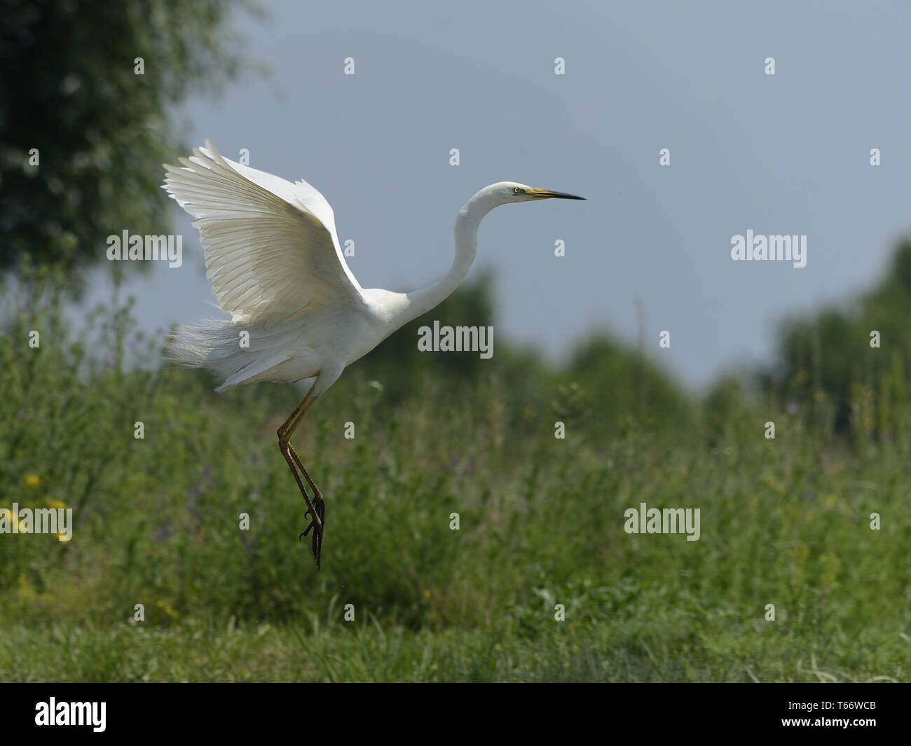 Great egret, Adrea Alba Stock Photo - Alamy
