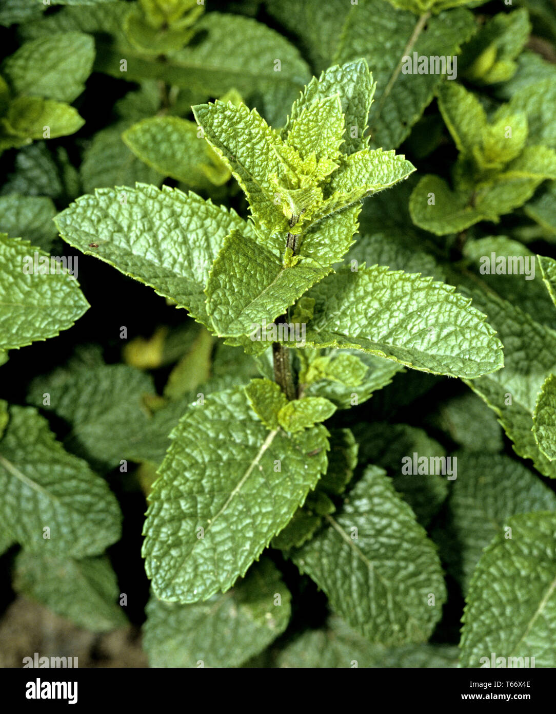 Spearmint (binomial Mentha spicata, synonym Mentha viridis) Stock Photo
