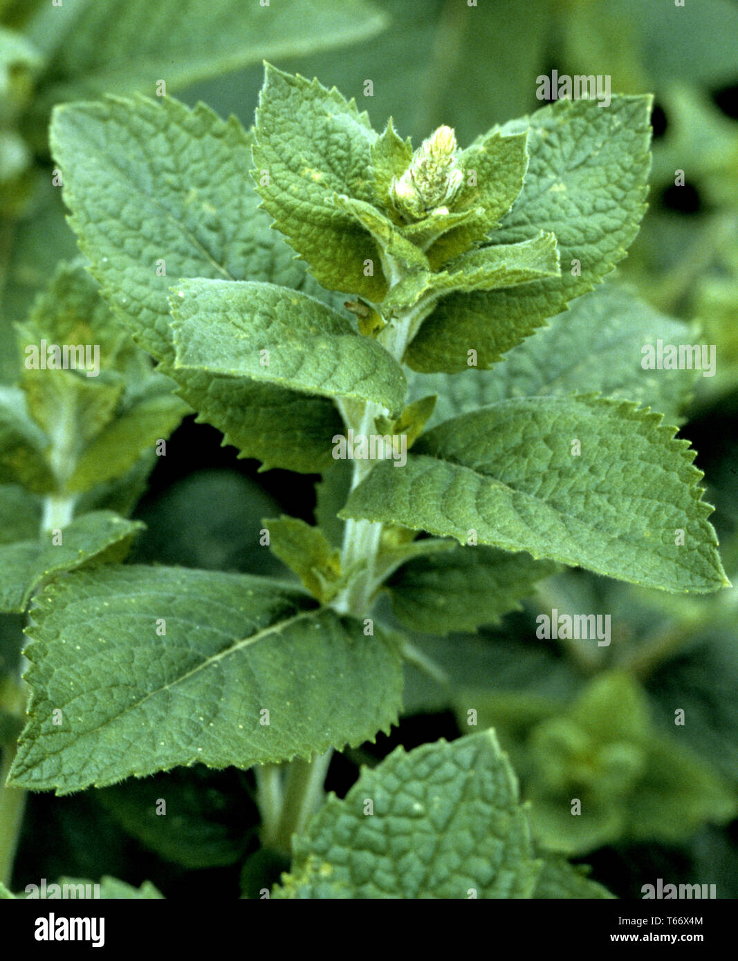 apple mint, Mentha suaveolens Stock Photo