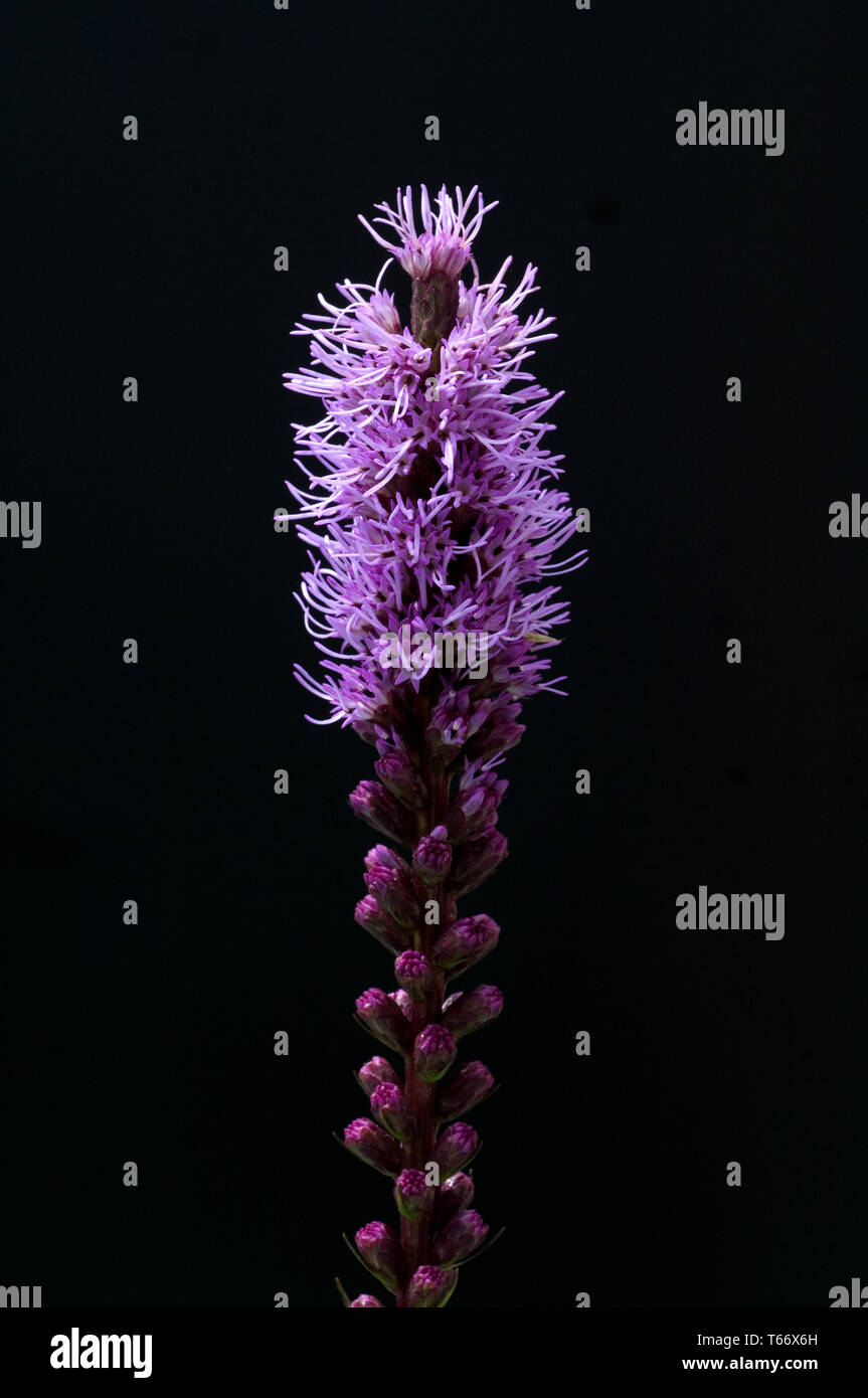 Liatris spicata, the dense blazing star or prairie gay feather Stock Photo
