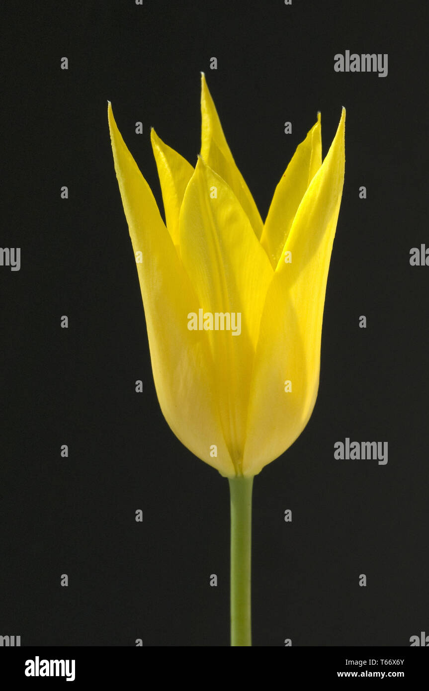 Tulip blooming season in the Netherlands, Europe Stock Photo Alamy