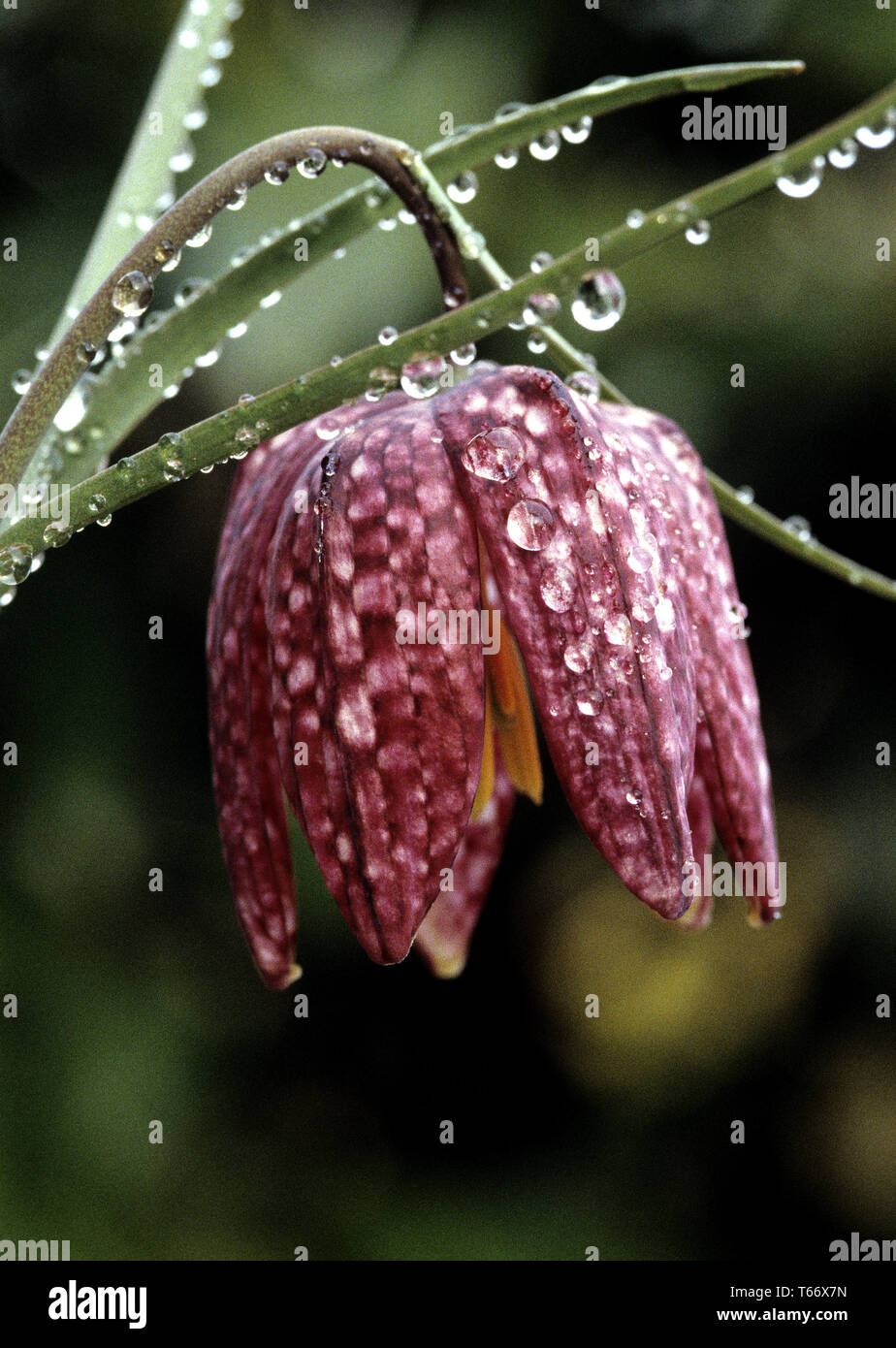checkered daffodil [Fritillaria meleagris] Stock Photo