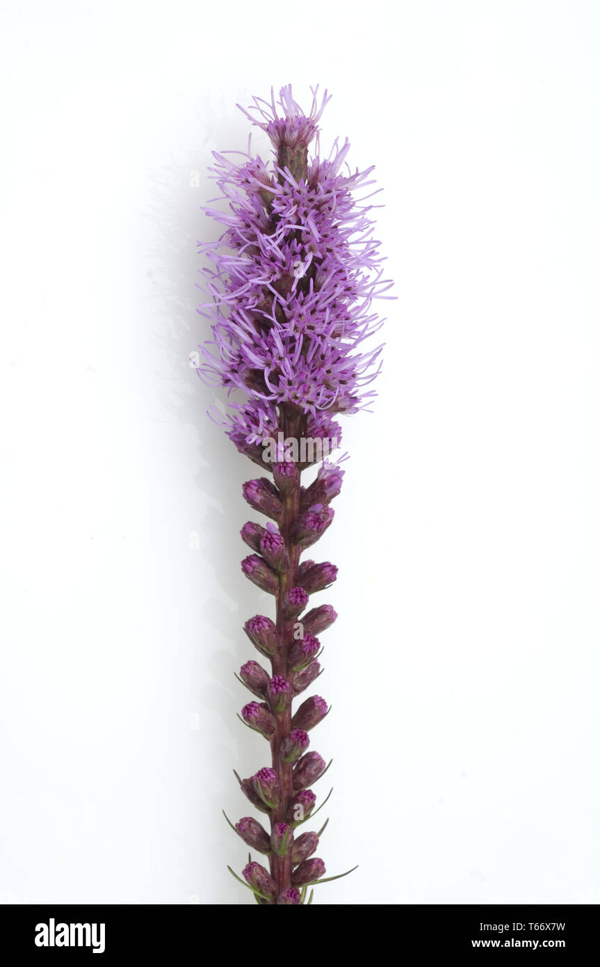 Liatris spicata, the dense blazing star or prairie gay feather Stock Photo