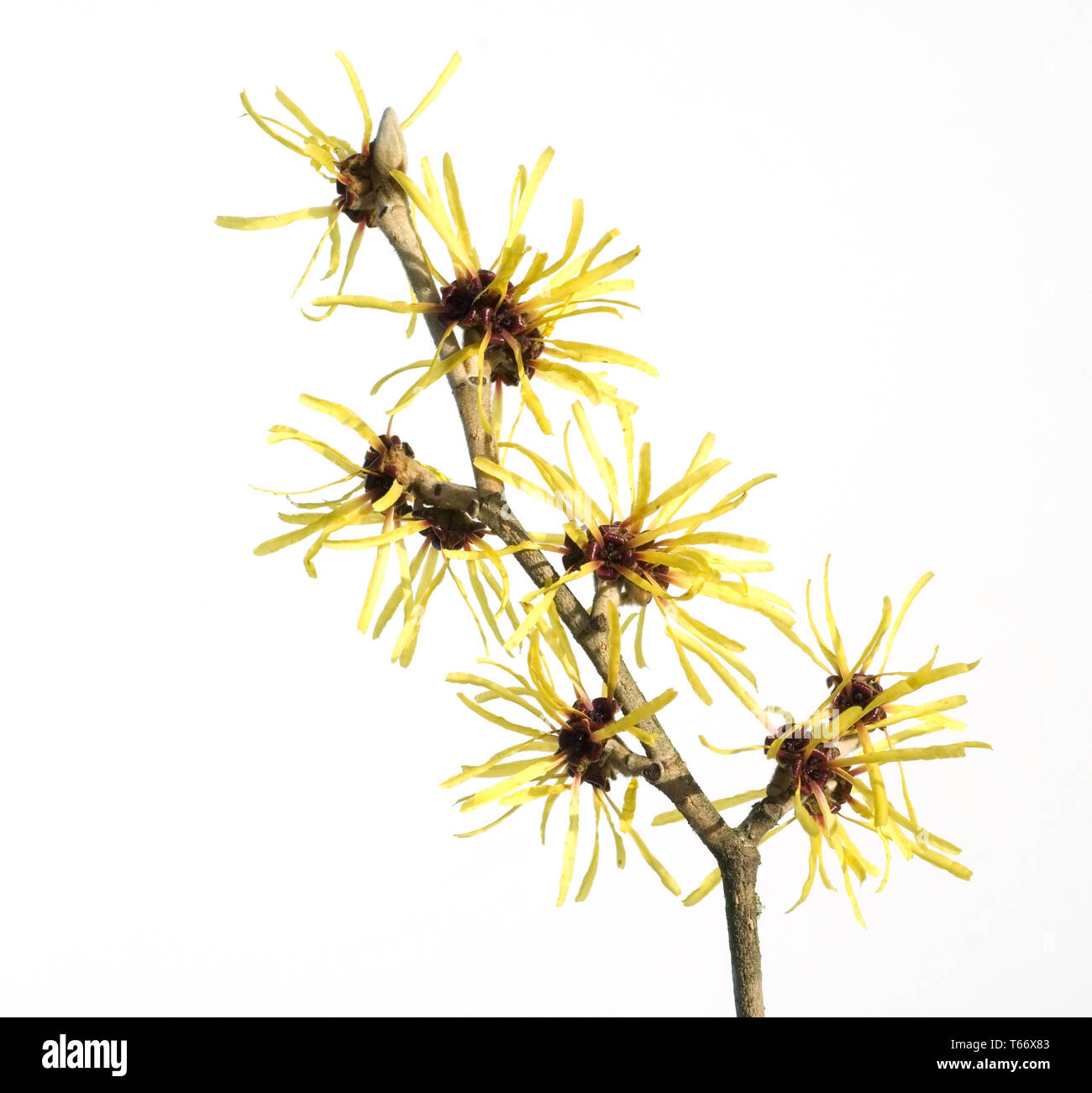 Гамамелис виргинский. Hazel extract. Hazel extract. Hazel extract. Witch hazel.