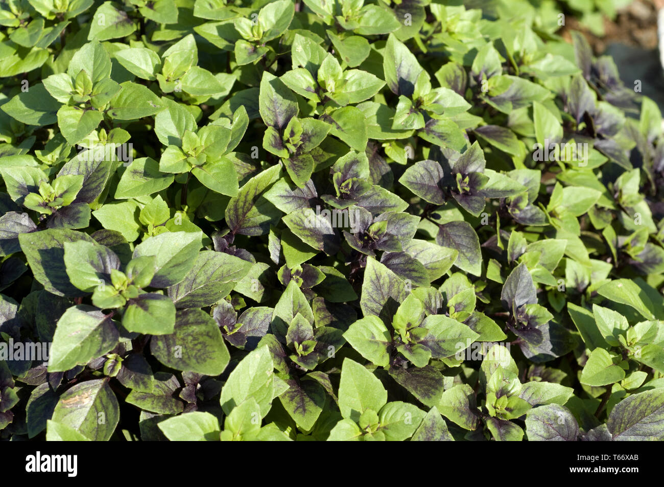 Thai Basil (Ocimum Basilicum 'Horapha') In Long Island Westbury Nassau County Je