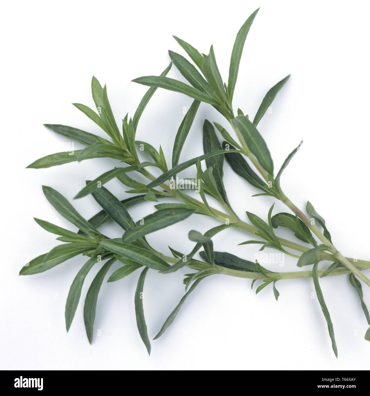 Winter savory, Satureja montana Stock Photo