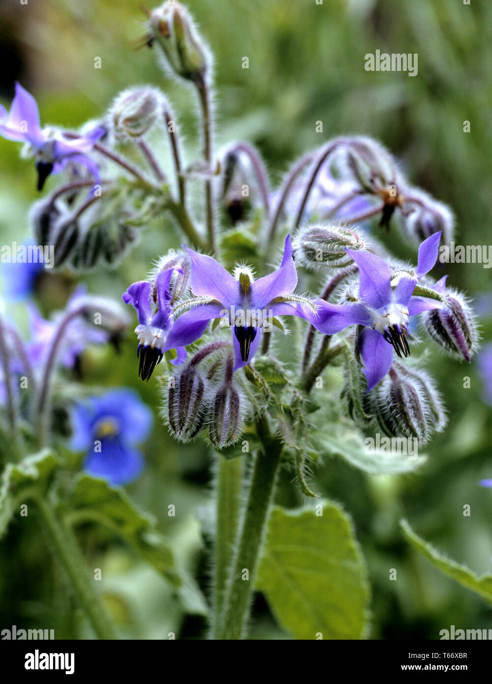 borage, star flower, bee bread [Borago officinalis / Echium amoenum] Stock Photo