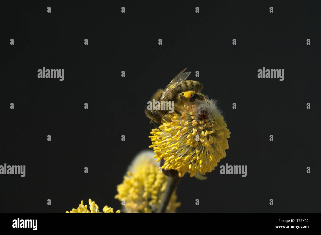 willow catkin and bee Stock Photo