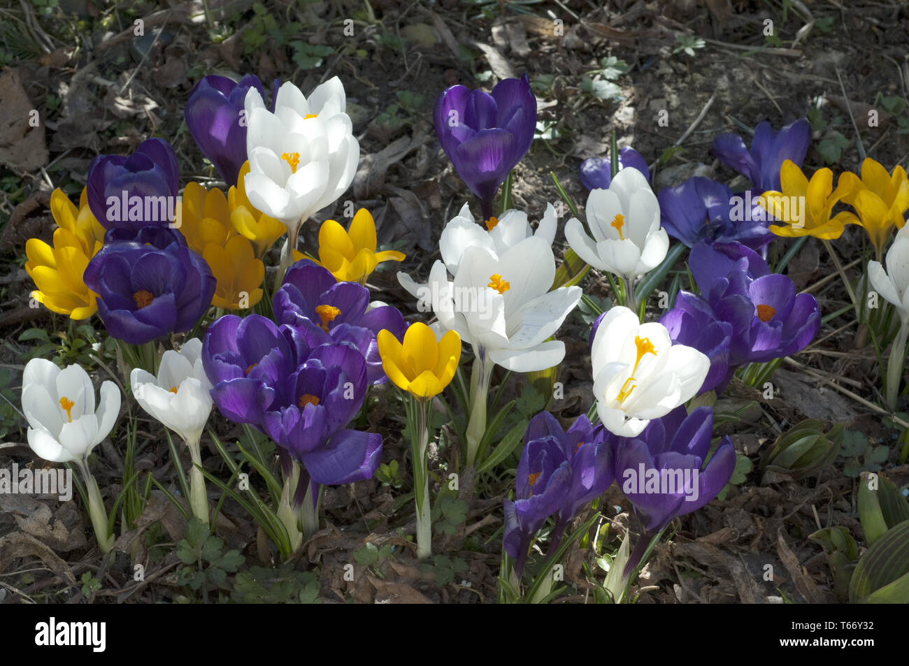 Crocus in early spring Stock Photo