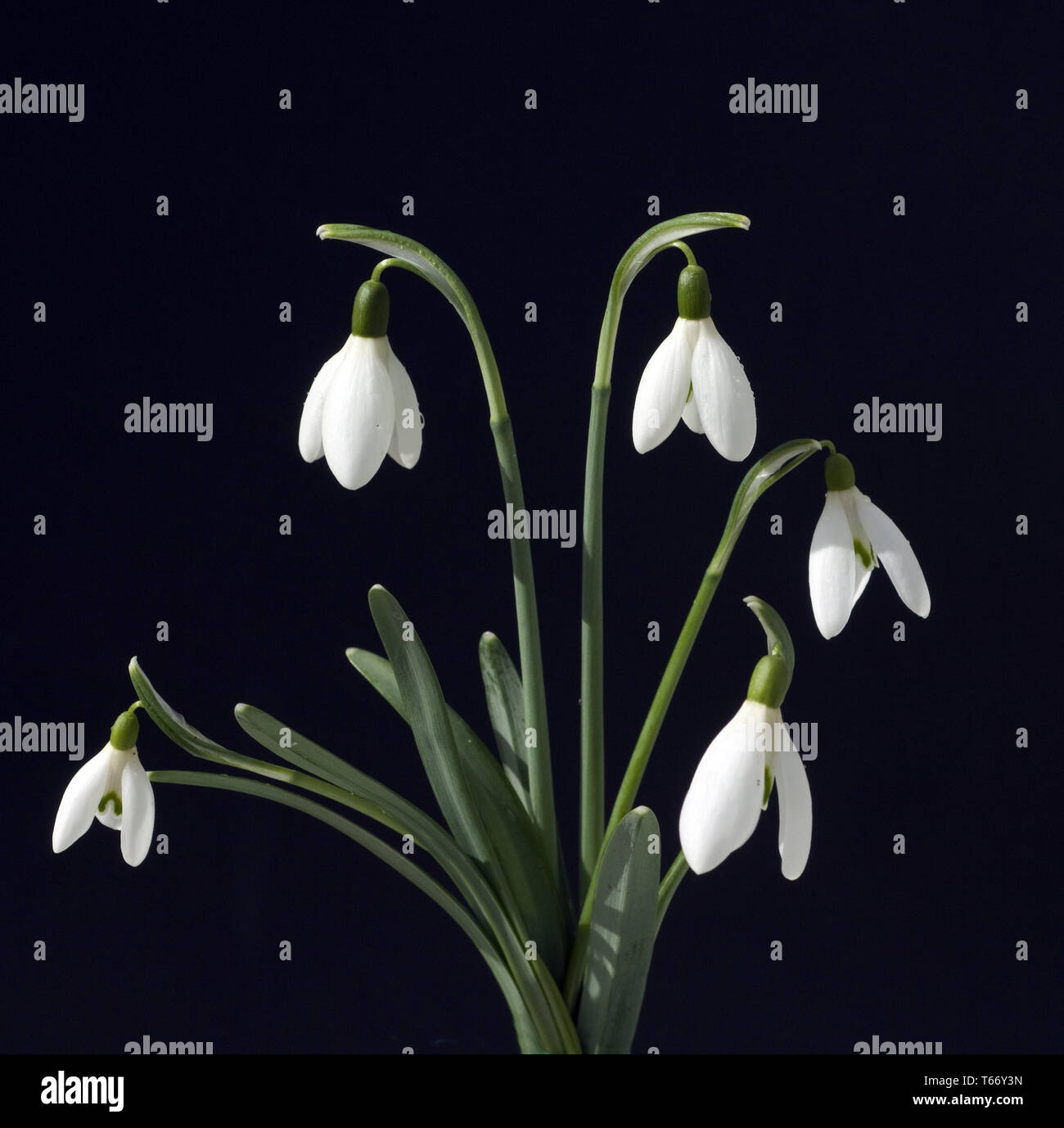 snowdrop, Galanthus nivalis Stock Photo - Alamy