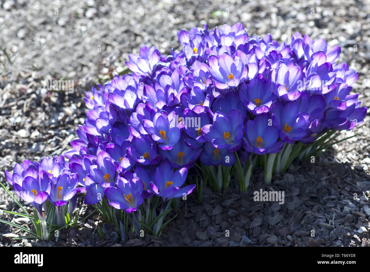Crocus in early spring Stock Photo