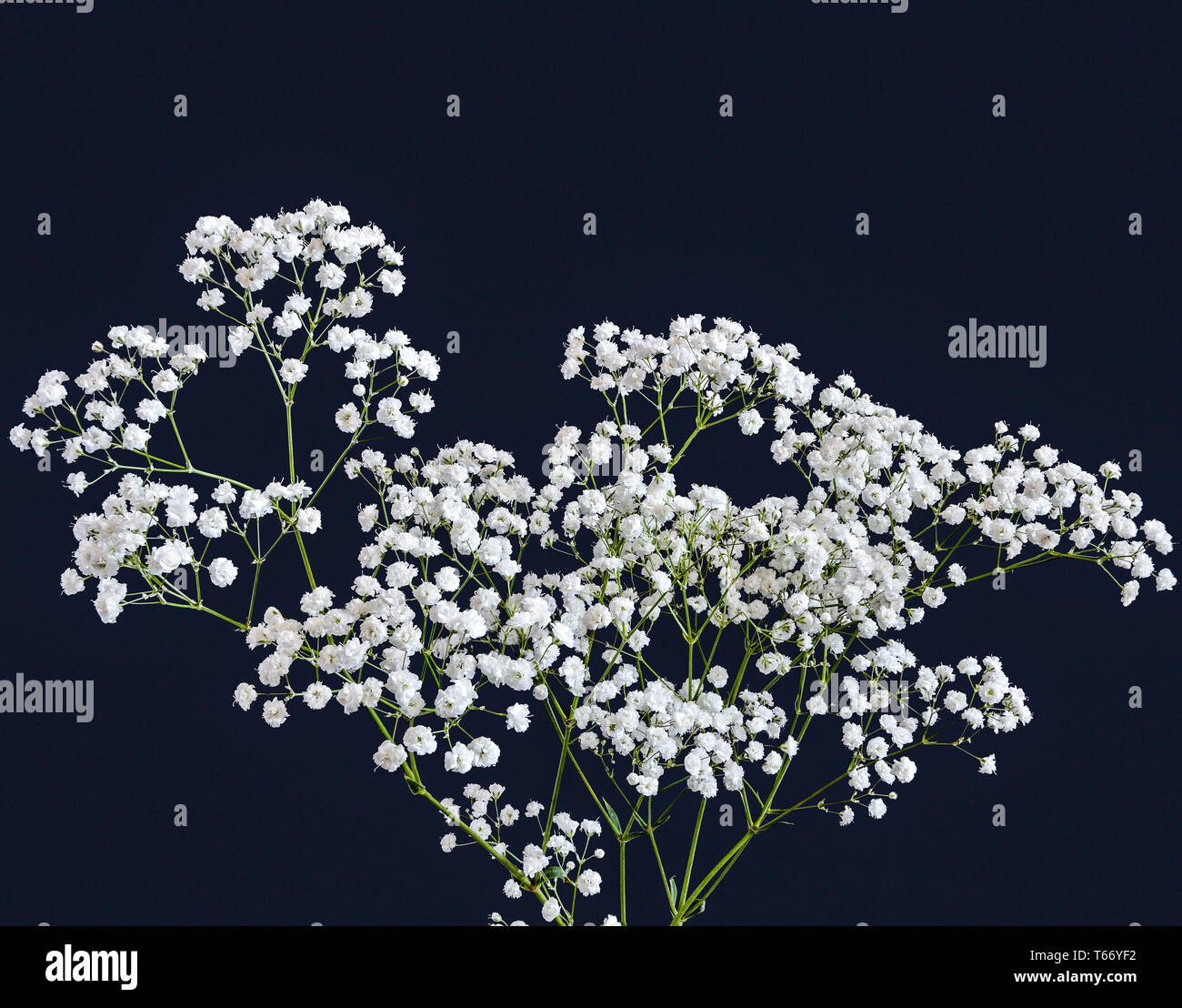 White flowers of milfoil (Achillea ptarmica) - Pearl close up, isolated on a black background. Popular perennial unpretentious plant for flower beds a Stock Photo