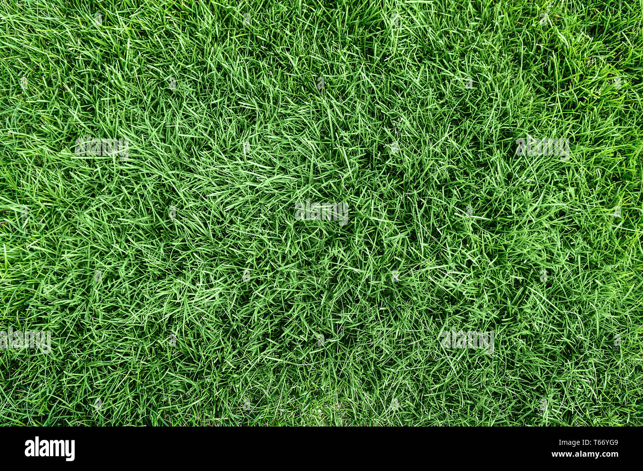 Nature green grass background top view Stock Photo