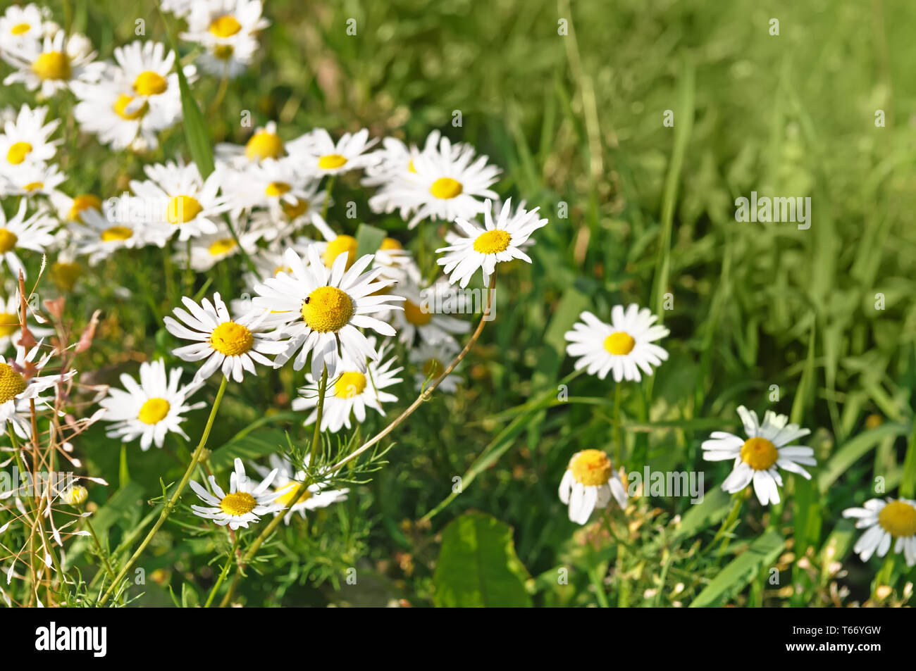 Beautiful nature scene with blooming medical chamomiles in sun day Stock Photo