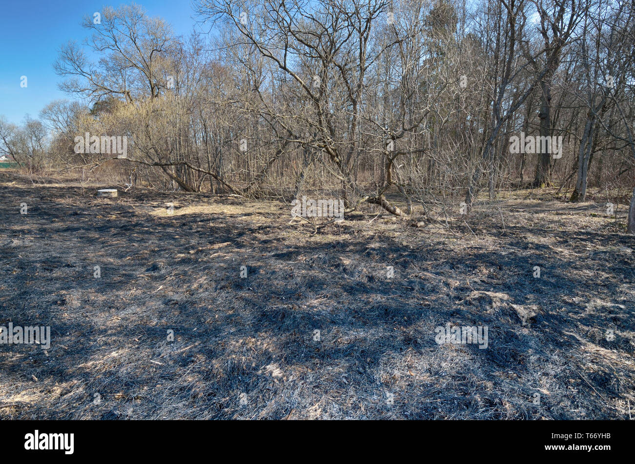 Burnt grass on the field.Instead plants has remained black ash Stock ...