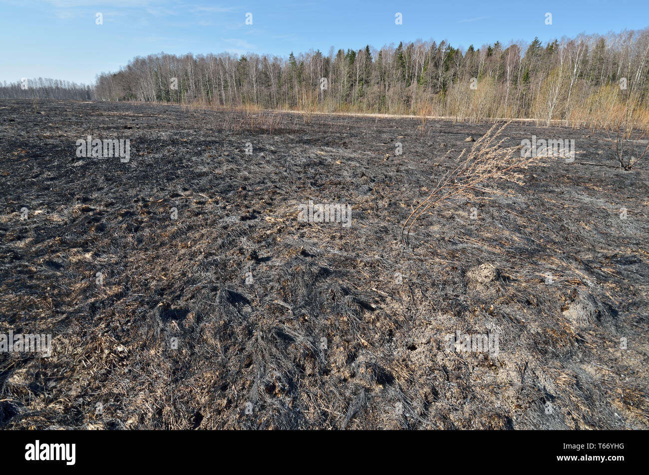 Burnt grass on the field.Instead plants has remained black ash Stock ...