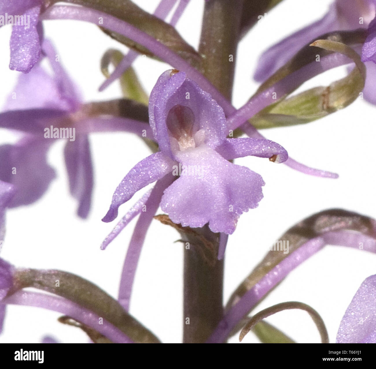 fragrant orchid, Gymnadenia conopsea Stock Photo