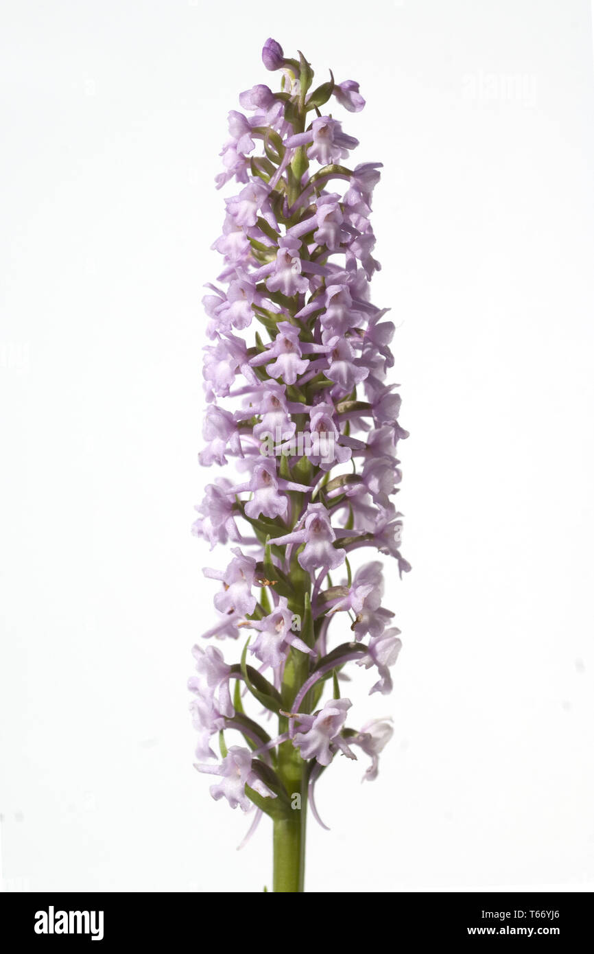 fragrant orchid, Gymnadenia conopsea Stock Photo