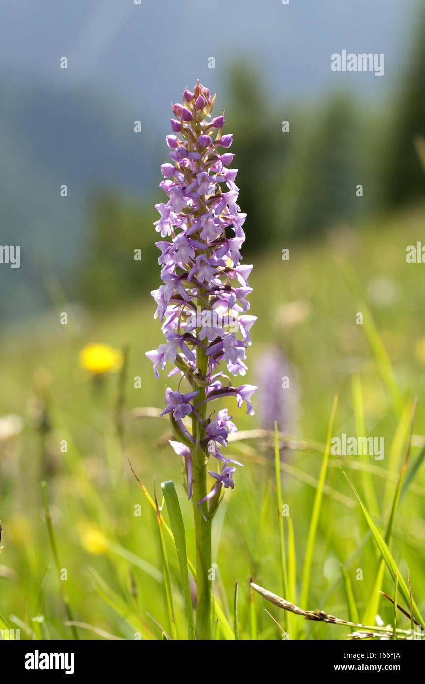 fragrant orchid, Gymnadenia conopsea Stock Photo