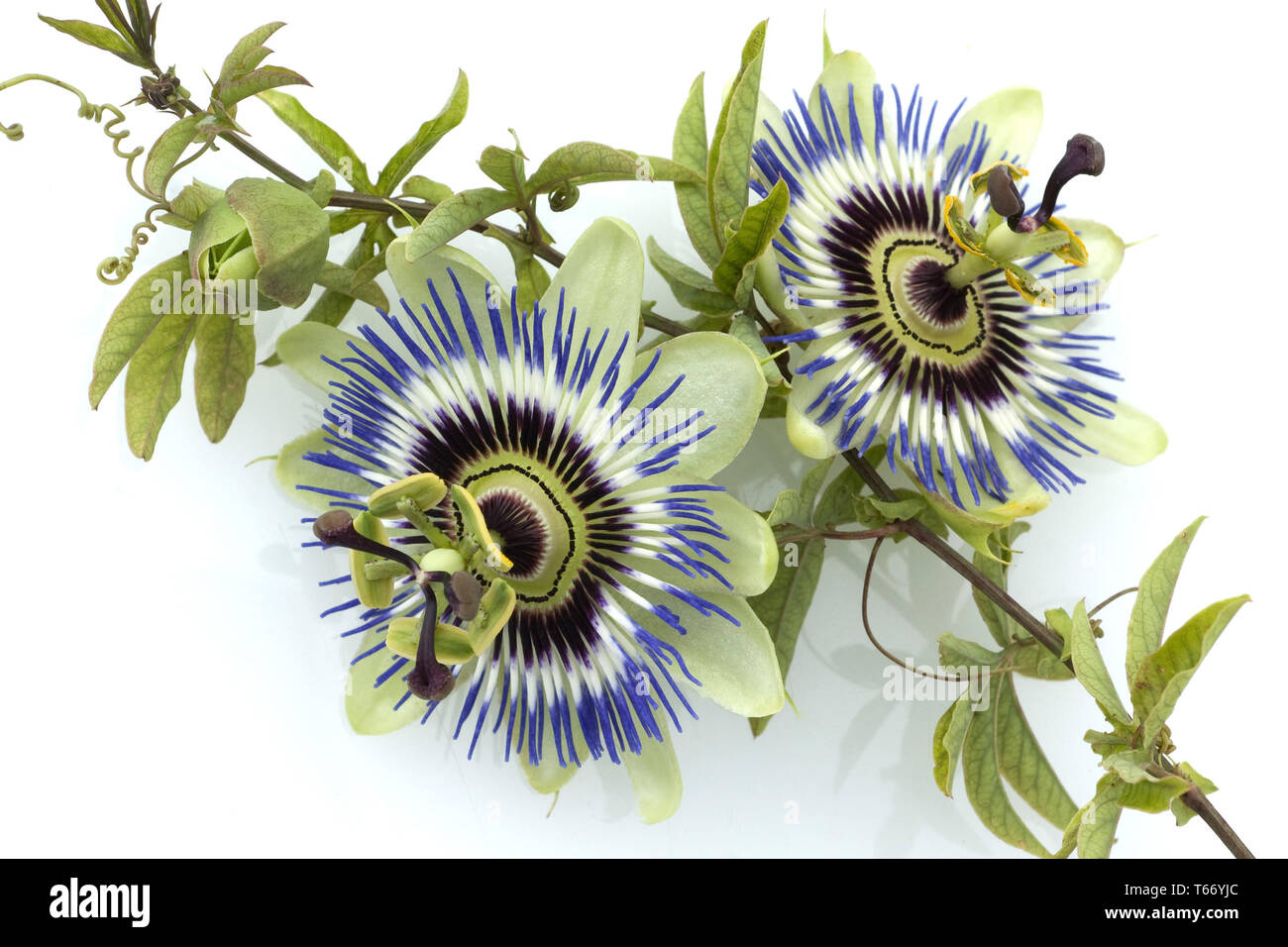 Passion Flower (Passiflora) Stock Photo