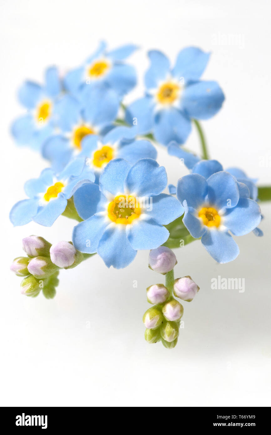 Marsh Forget Me Not High Resolution Stock Photography And Images Alamy