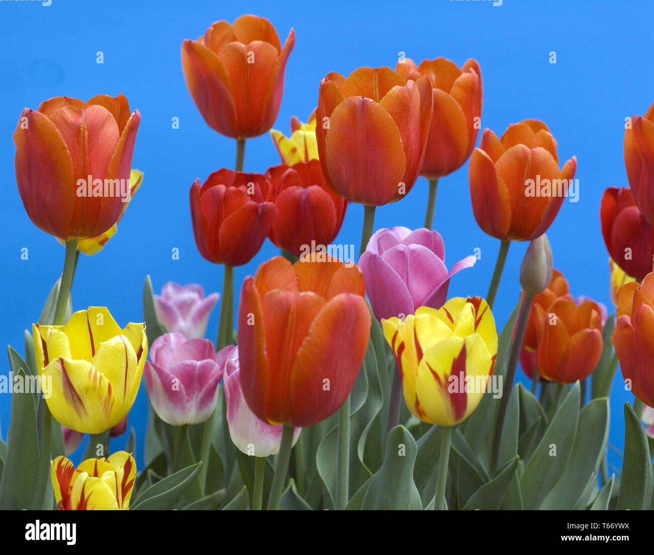 Tulip blooming season in the Netherlands, Europe Stock Photo Alamy