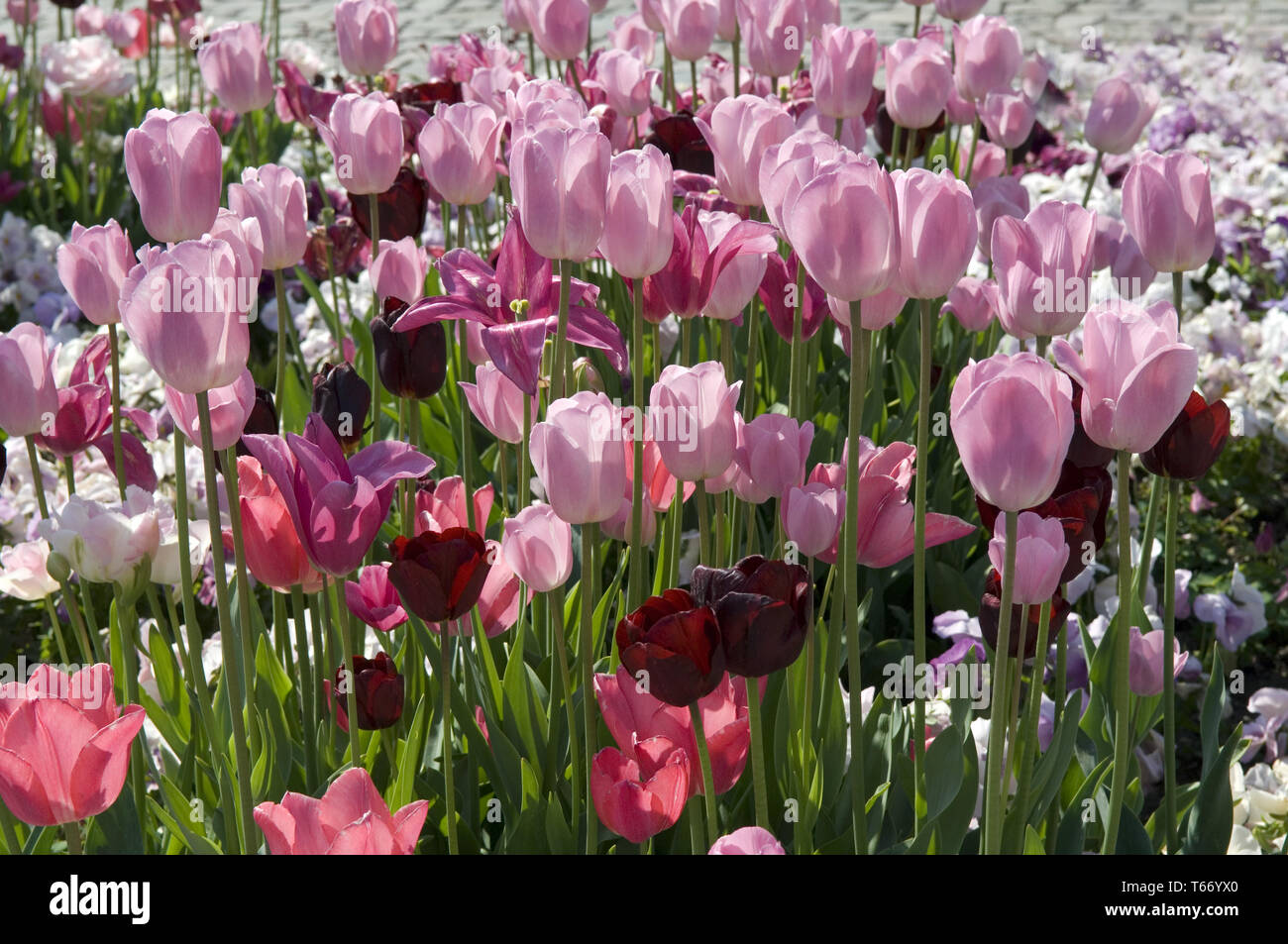Tulip blooming season in the Netherlands, Europe Stock Photo Alamy