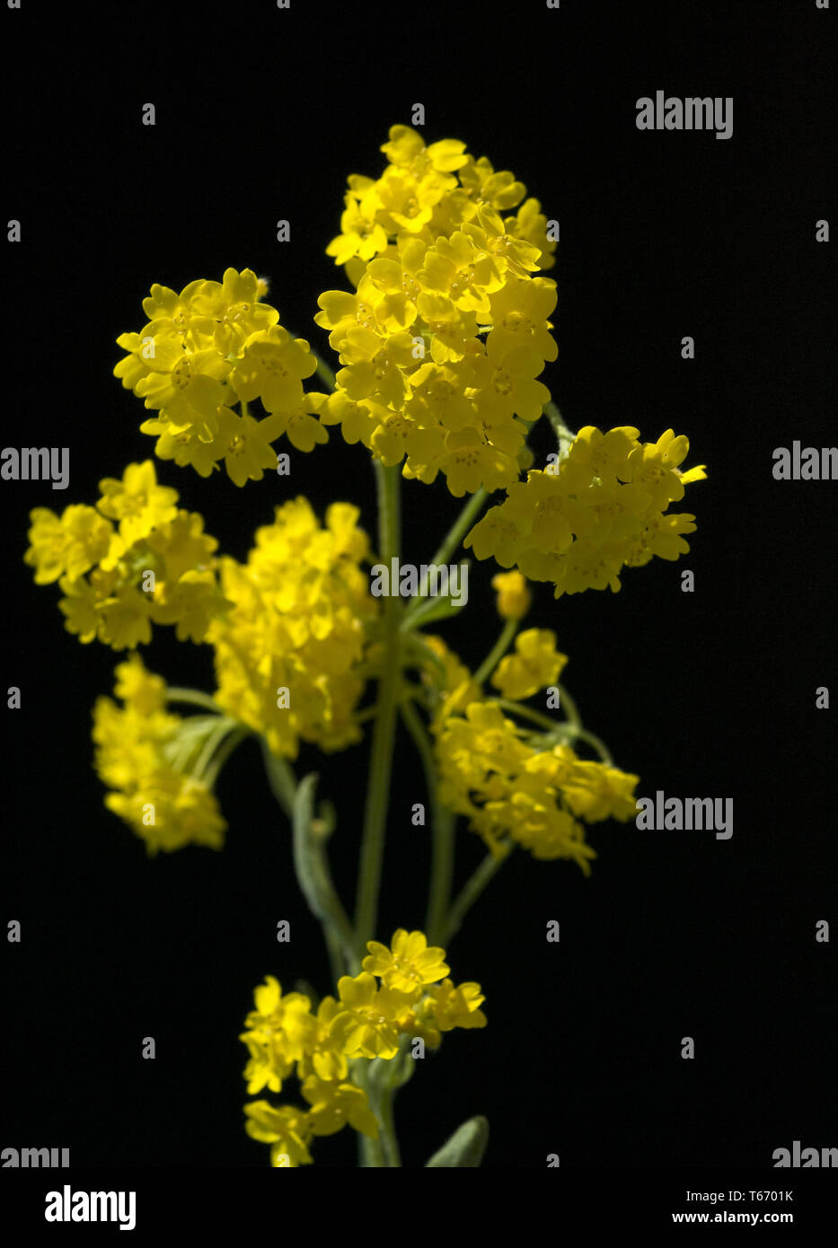 Yellow alyssum hi-res stock photography and images - Alamy