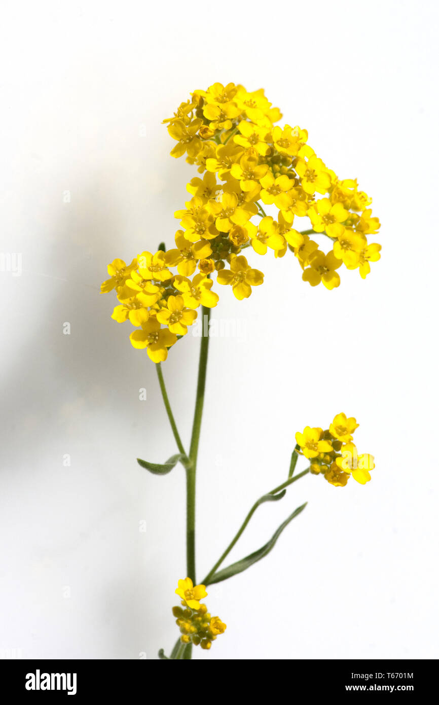 sweet alyssum or sweet alison, Lobularia maritima Stock Photo Alamy