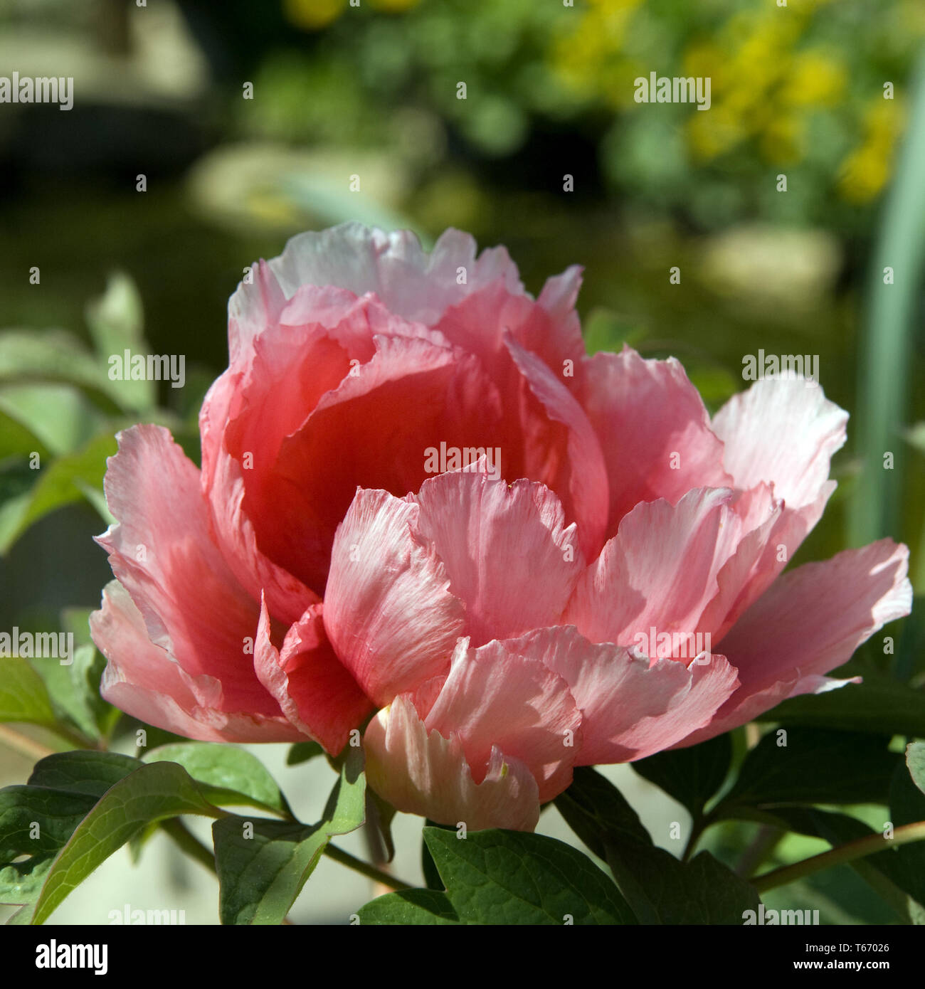 Tree peony (Paeonia) Stock Photo