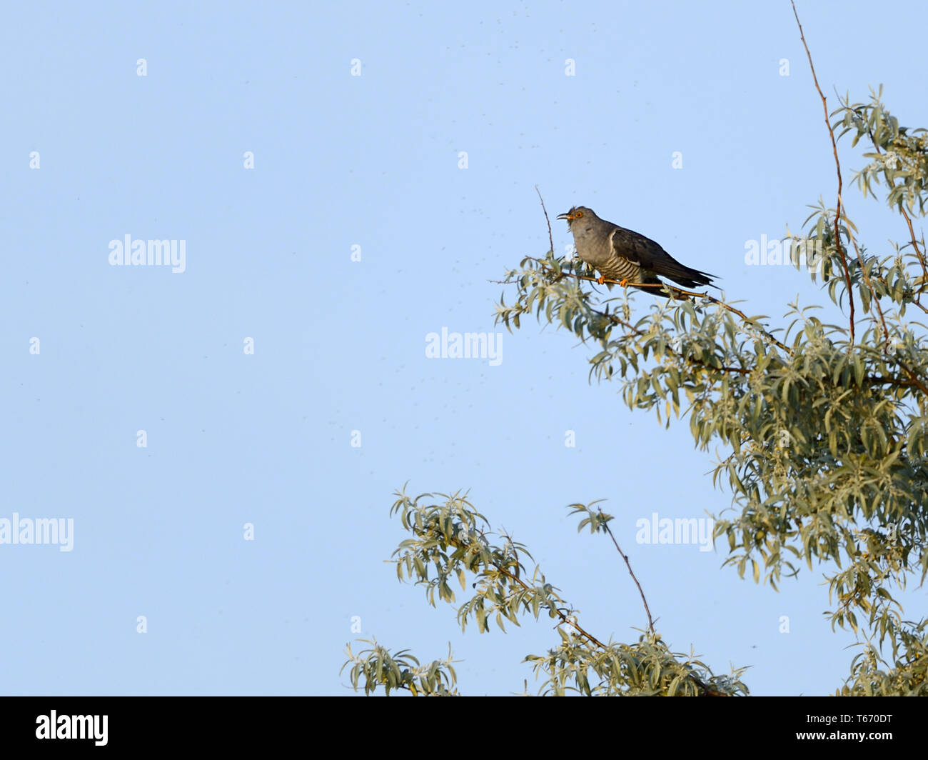 Common Cuckoo, Cuculus canorus, Kuckuck Stock Photo