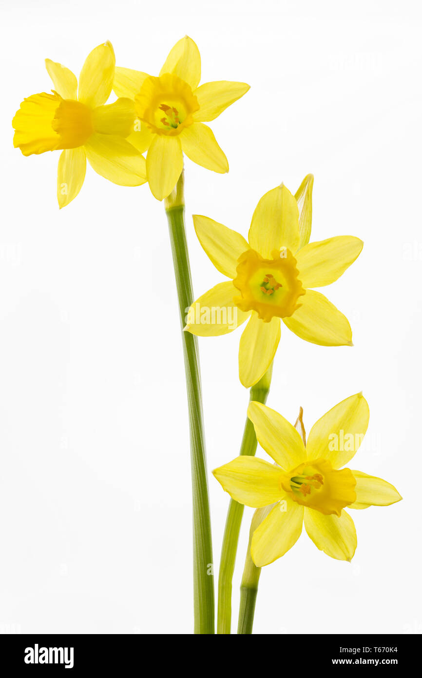 jonquil or narcissus, Narcissus jonquilla, family Liliaceae Stock Photo Alamy