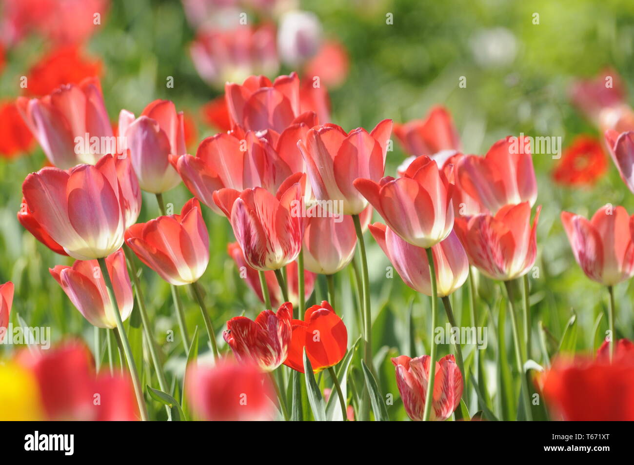 Tulip blooming season in the Netherlands, Europe Stock Photo Alamy