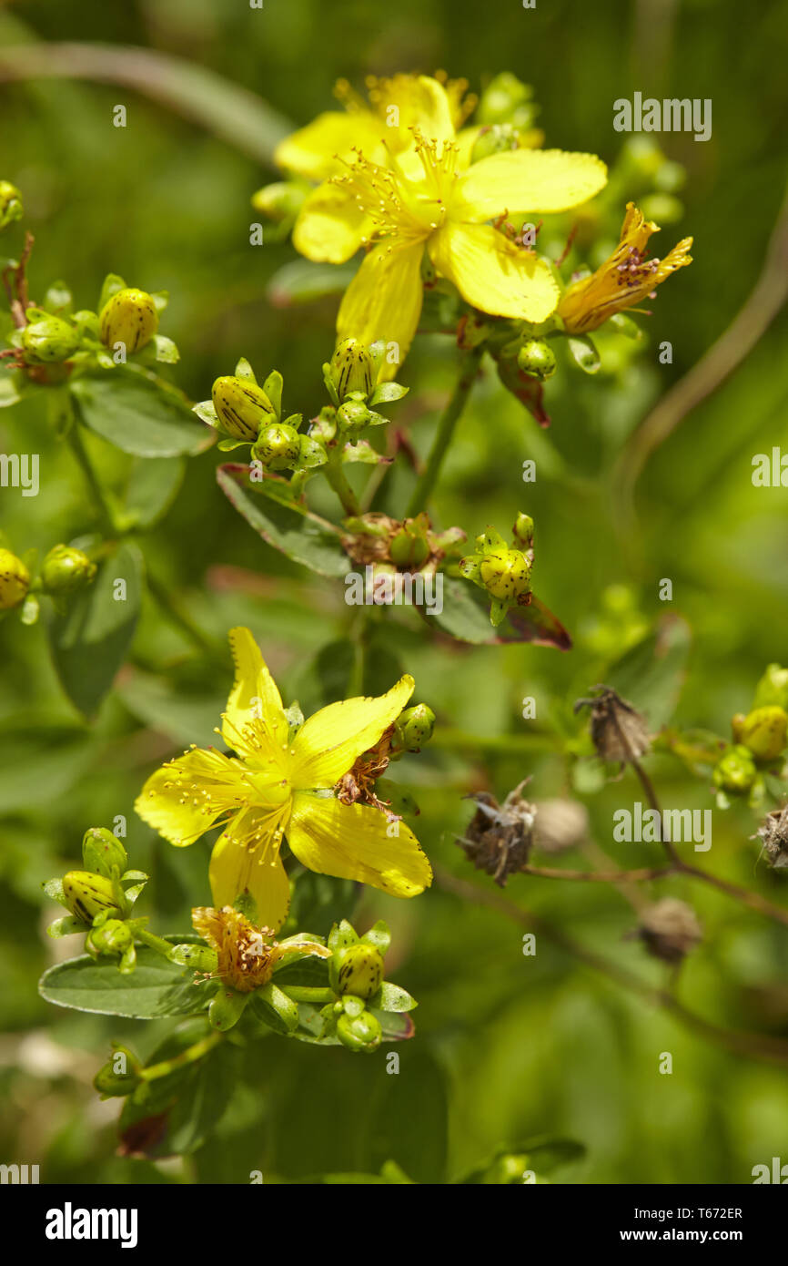 chasedevil, Klamath weed, Tipton's weed, goat weed, St. John's wort