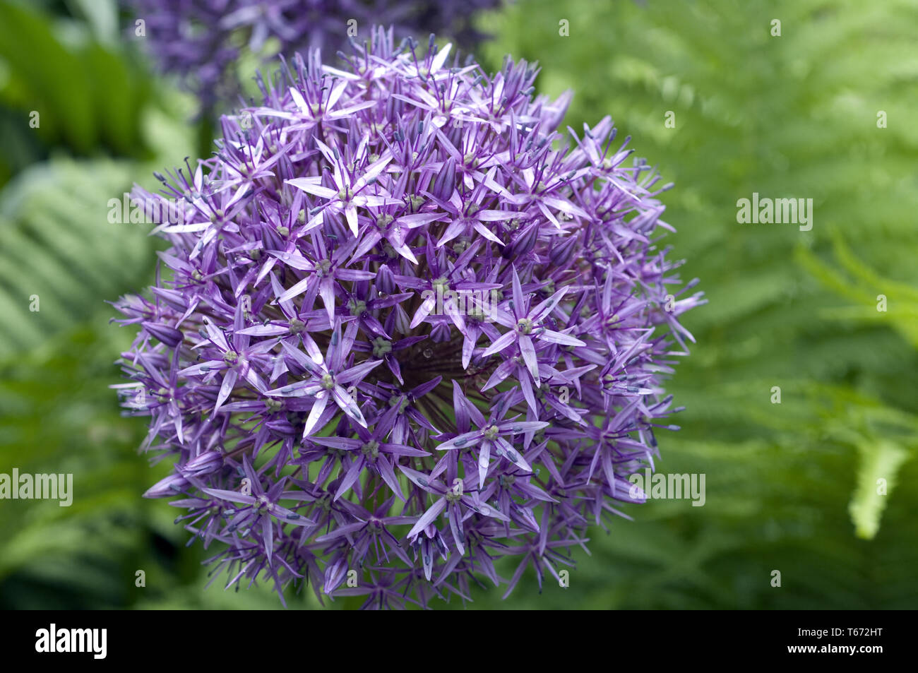 Giant allium or giant onion, Allium giganteum Stock Photo Alamy