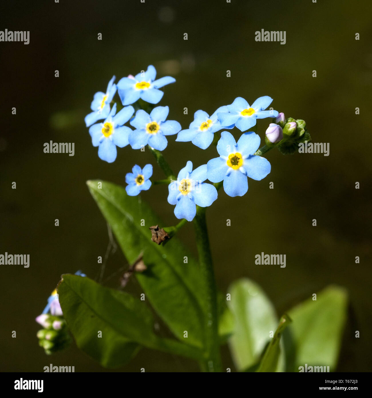 water Myosotis scorpioides, Myosotis palustris Stock