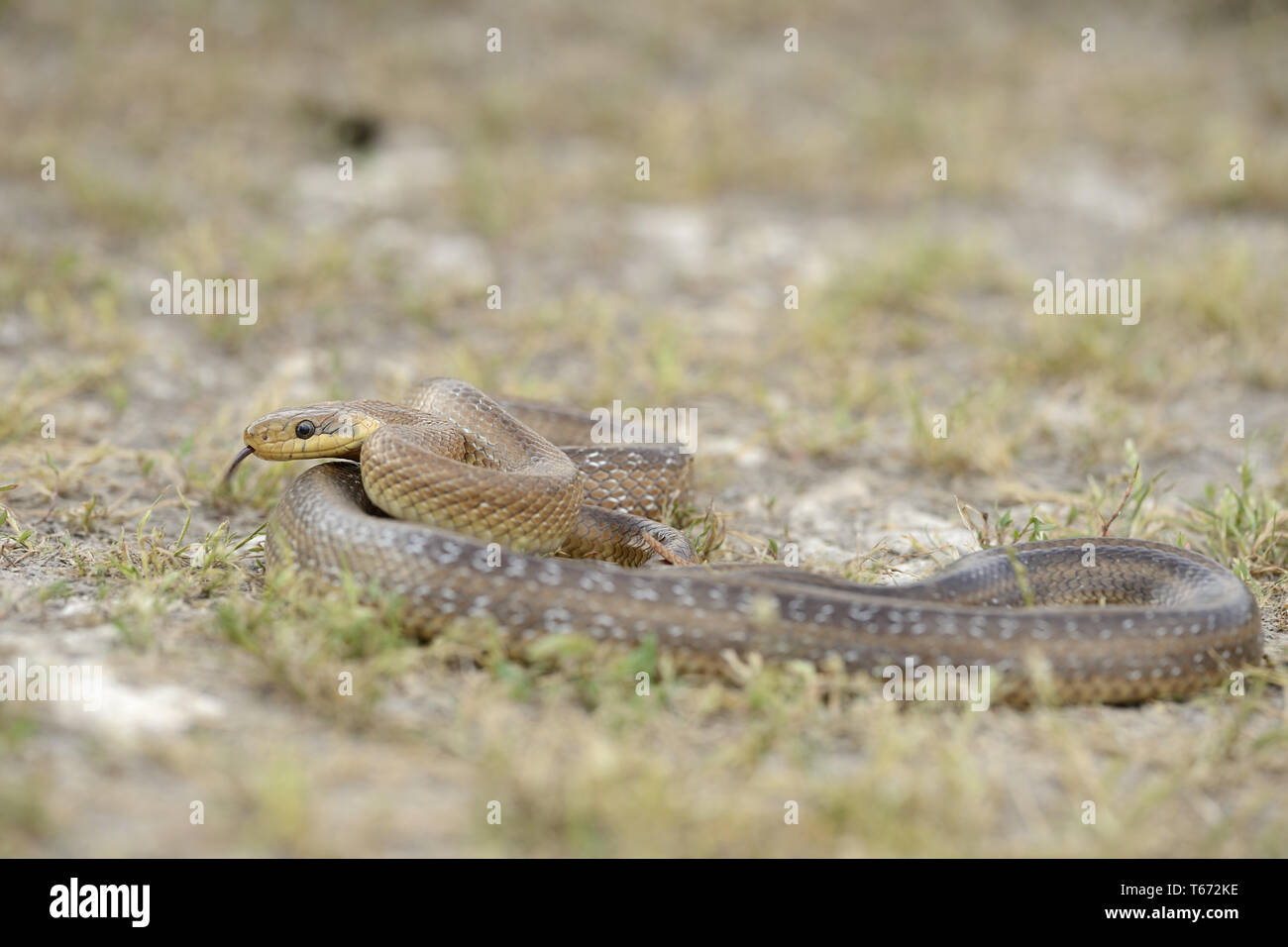 Aesculap Rat Snake, Zamensis longissimus, Elaphe longissima, Europe Stock Photo