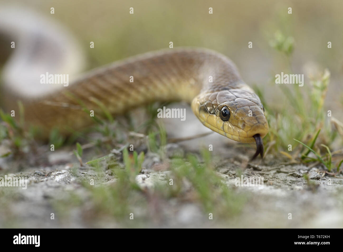 Aesculap Rat Snake, Zamensis longissimus, Elaphe longissima, Europe Stock Photo