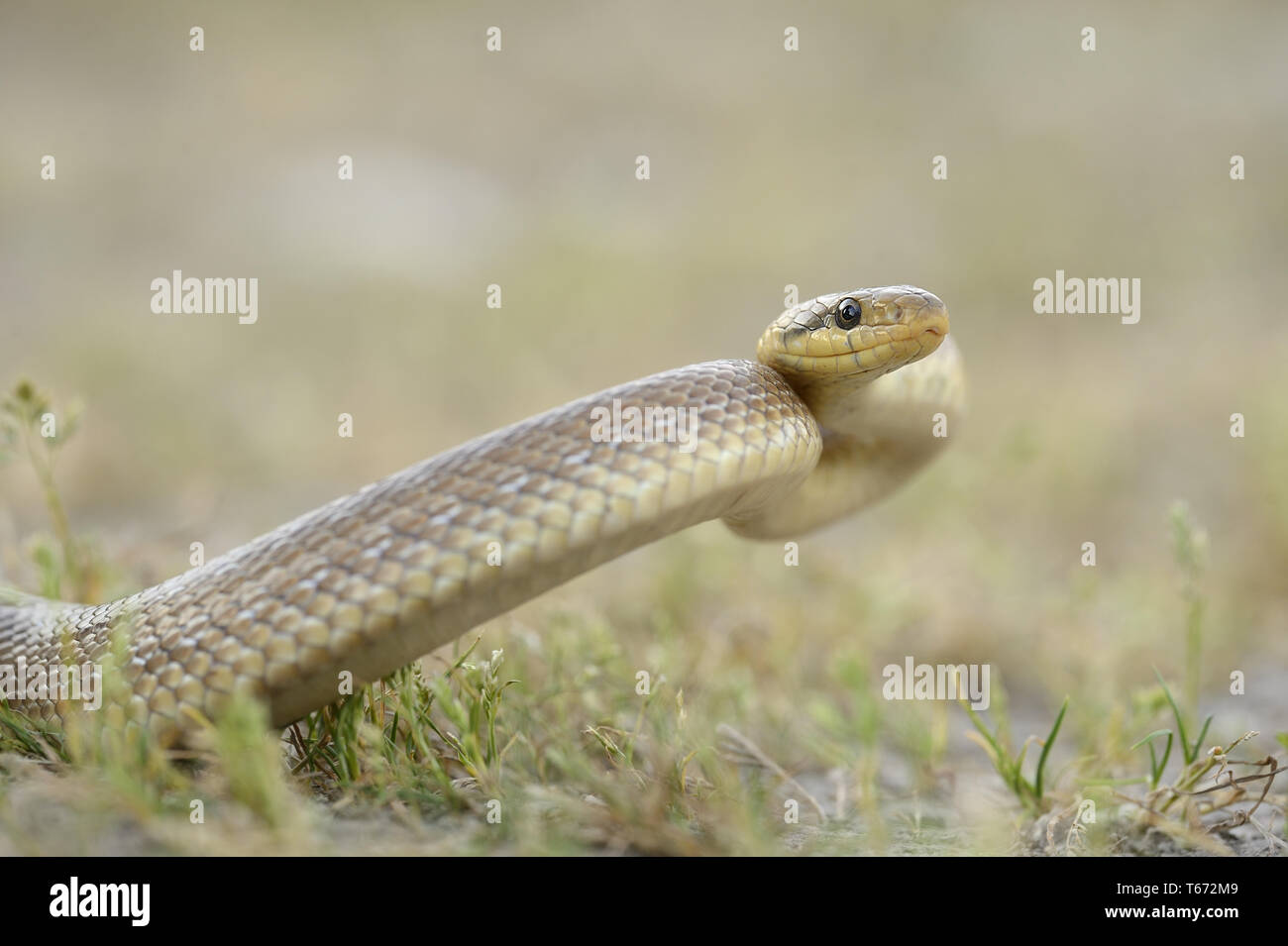 Aesculap Rat Snake, Zamensis longissimus, Elaphe longissima, Europe Stock Photo