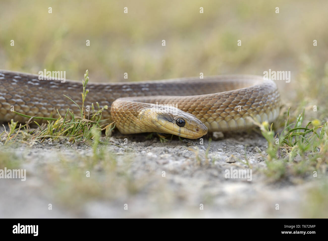 Aesculap Rat Snake, Zamensis longissimus, Elaphe longissima, Europe Stock Photo