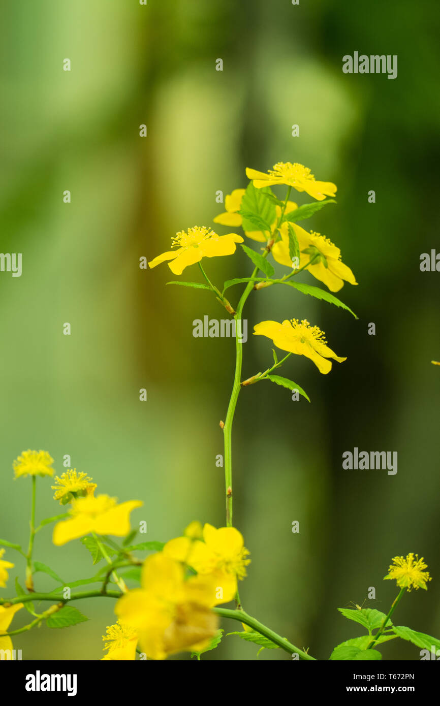 Flower 2 hi-res stock photography and images - Alamy