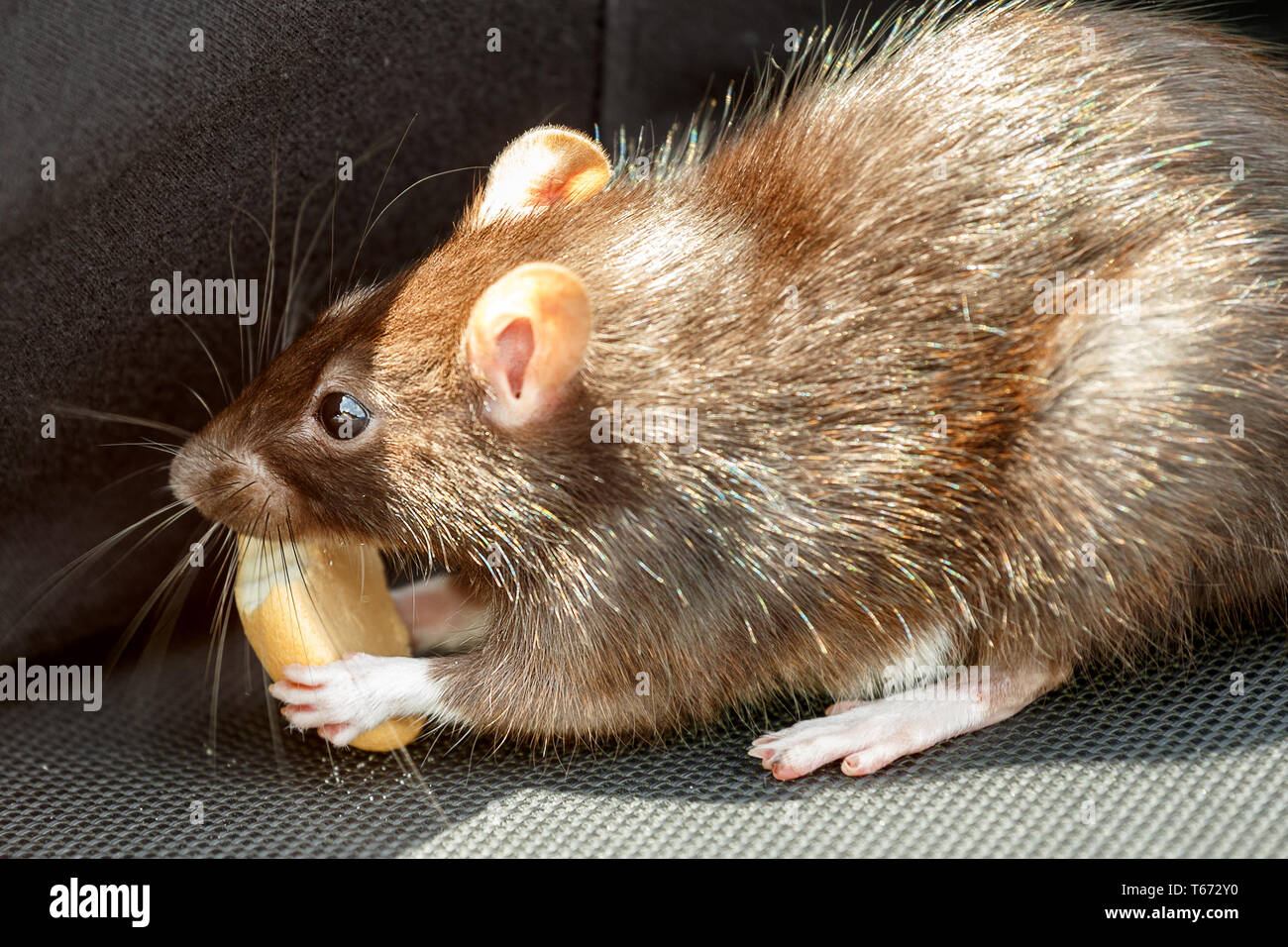 rat eating cake Stock Photo