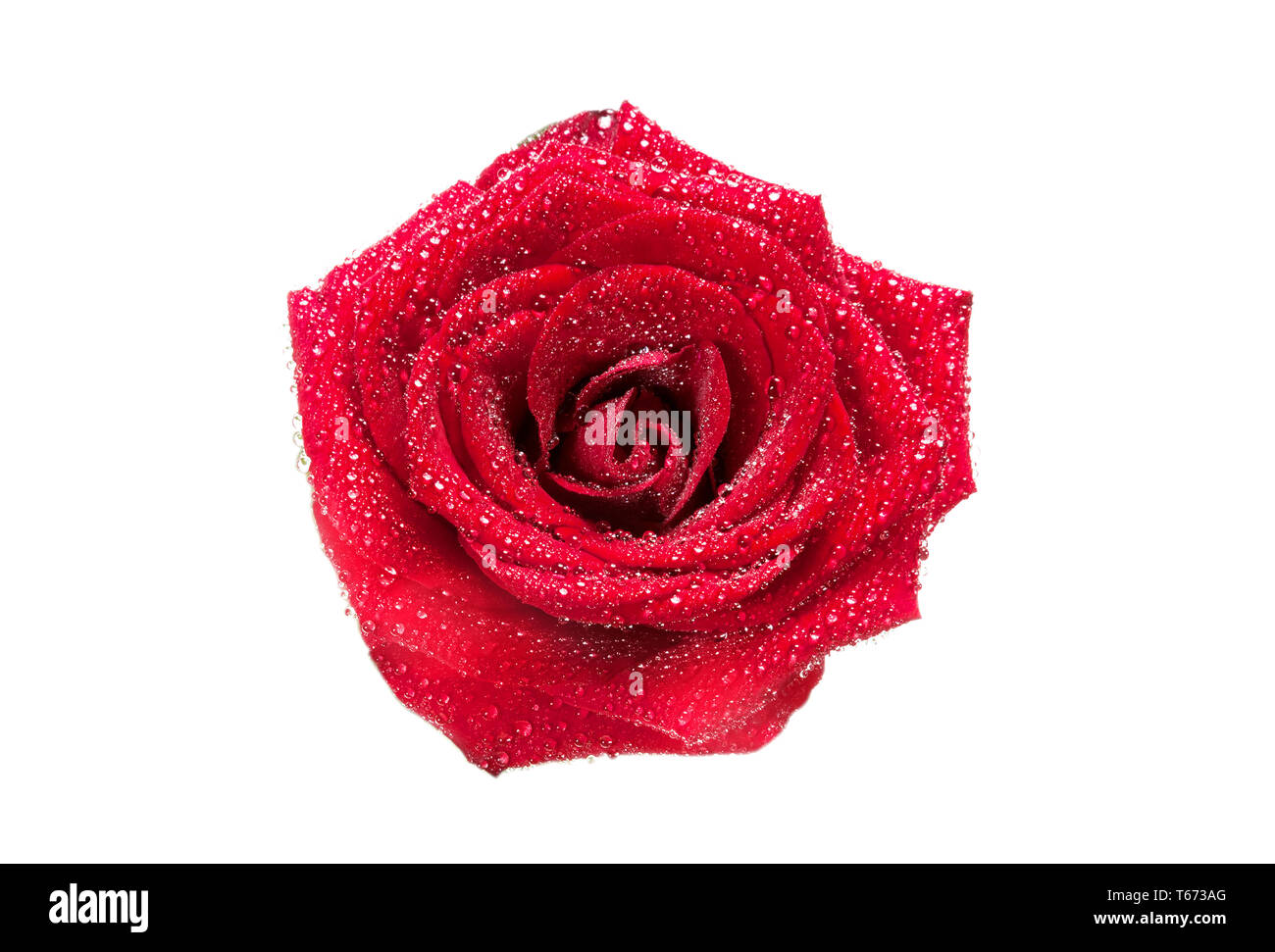 Red rose bud with water drops isolated on white background. Top view Stock Photo