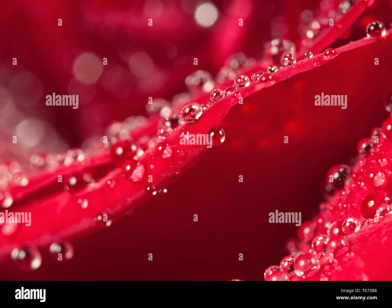 Dew drops on rose petal macro view. Elegance floral romantic background for Valentines or birthday Stock Photo
