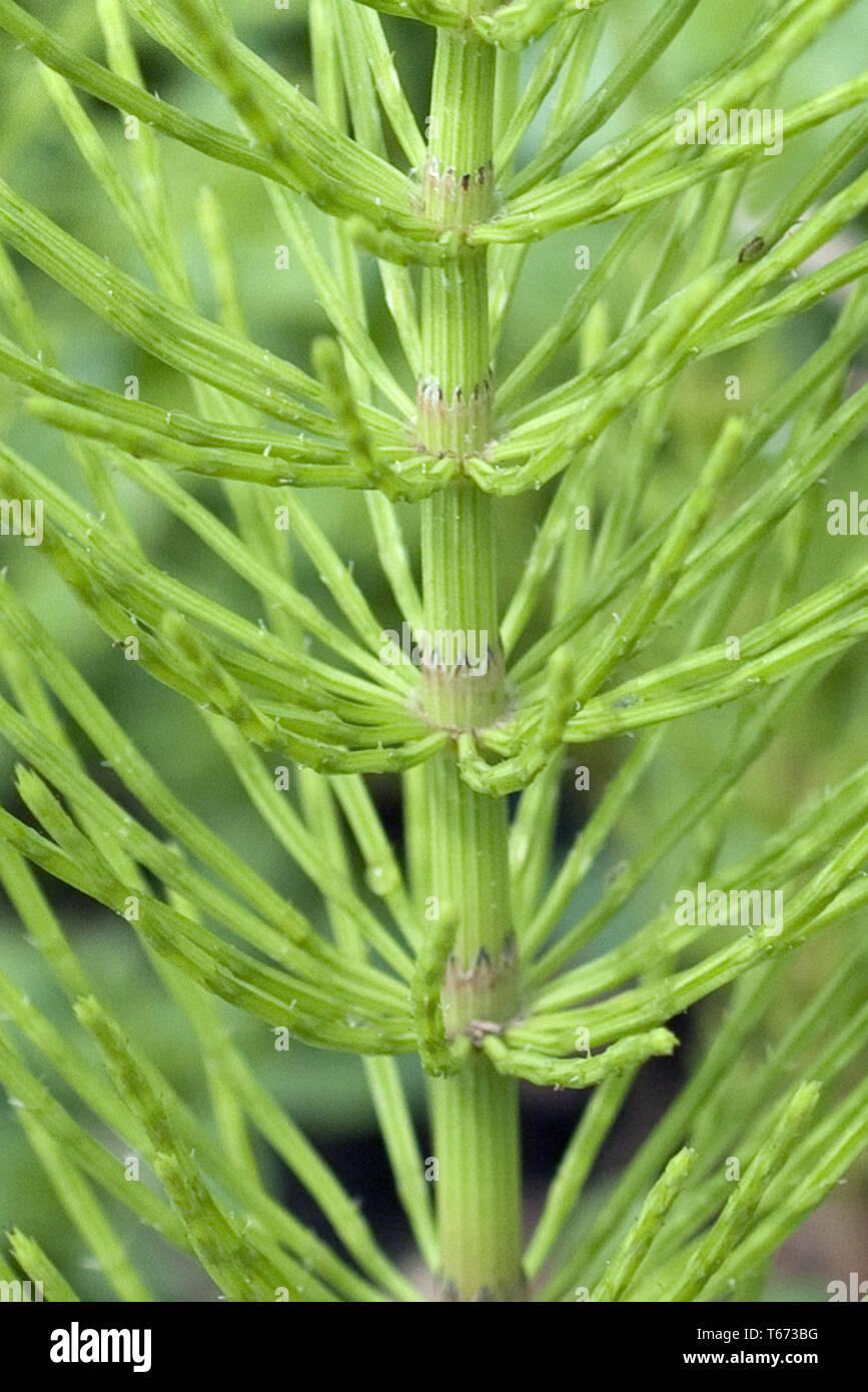 Common horsetail or field horsetail, Equisetum arvense Stock Photo