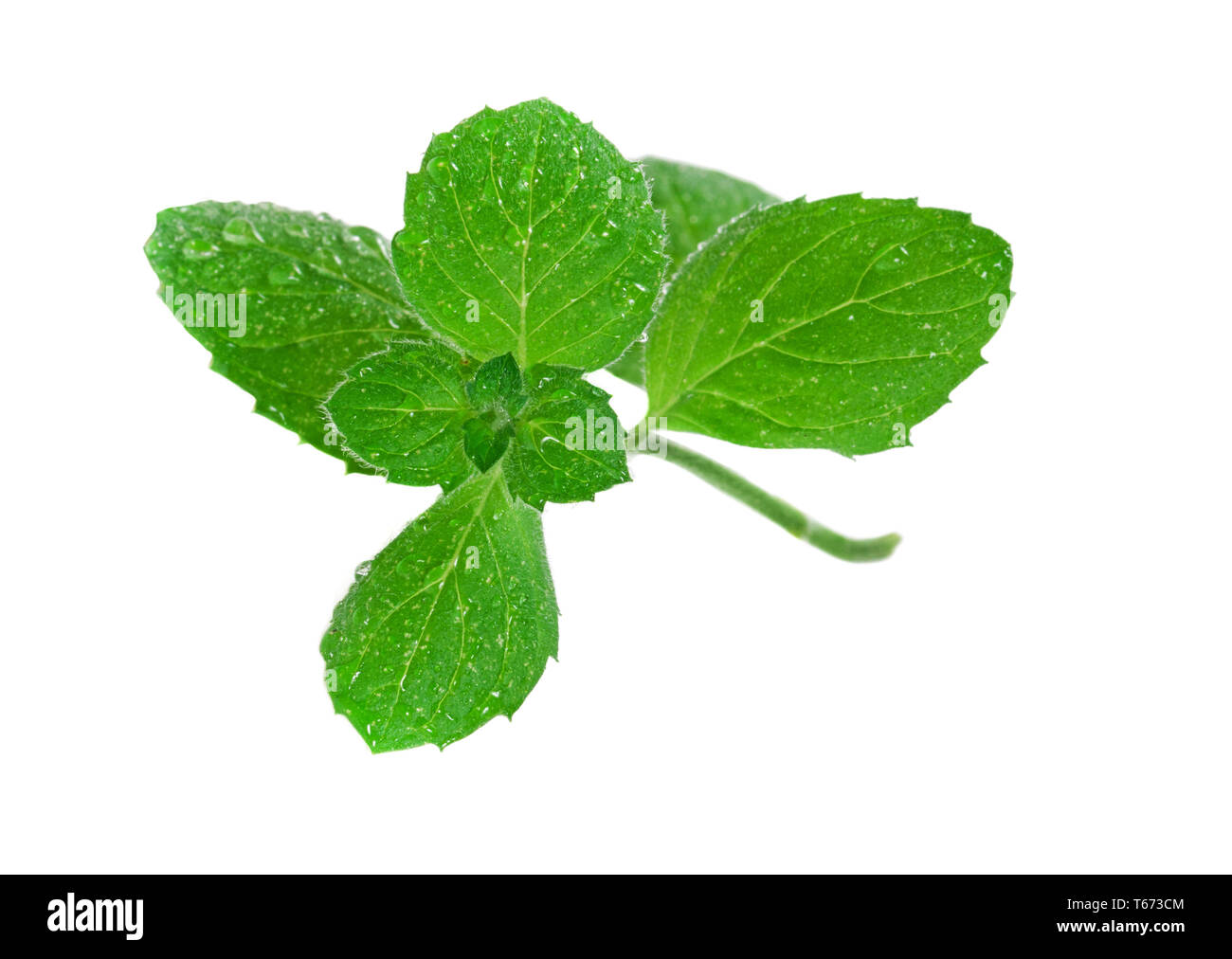 Peppermint leaves plant hires stock photography and images Alamy