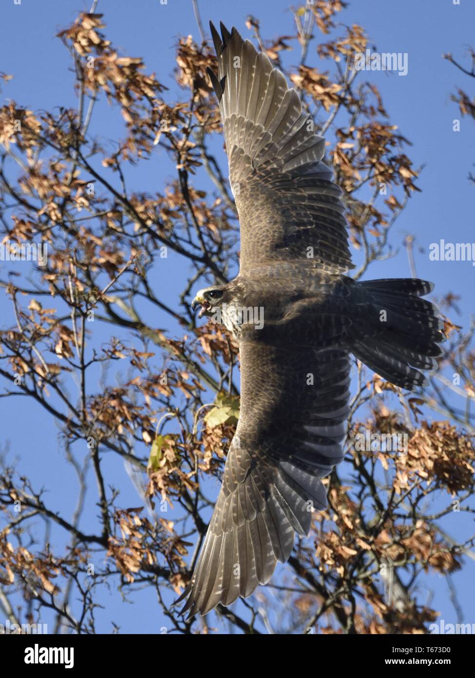 Peregrine Falcon Stock Photo