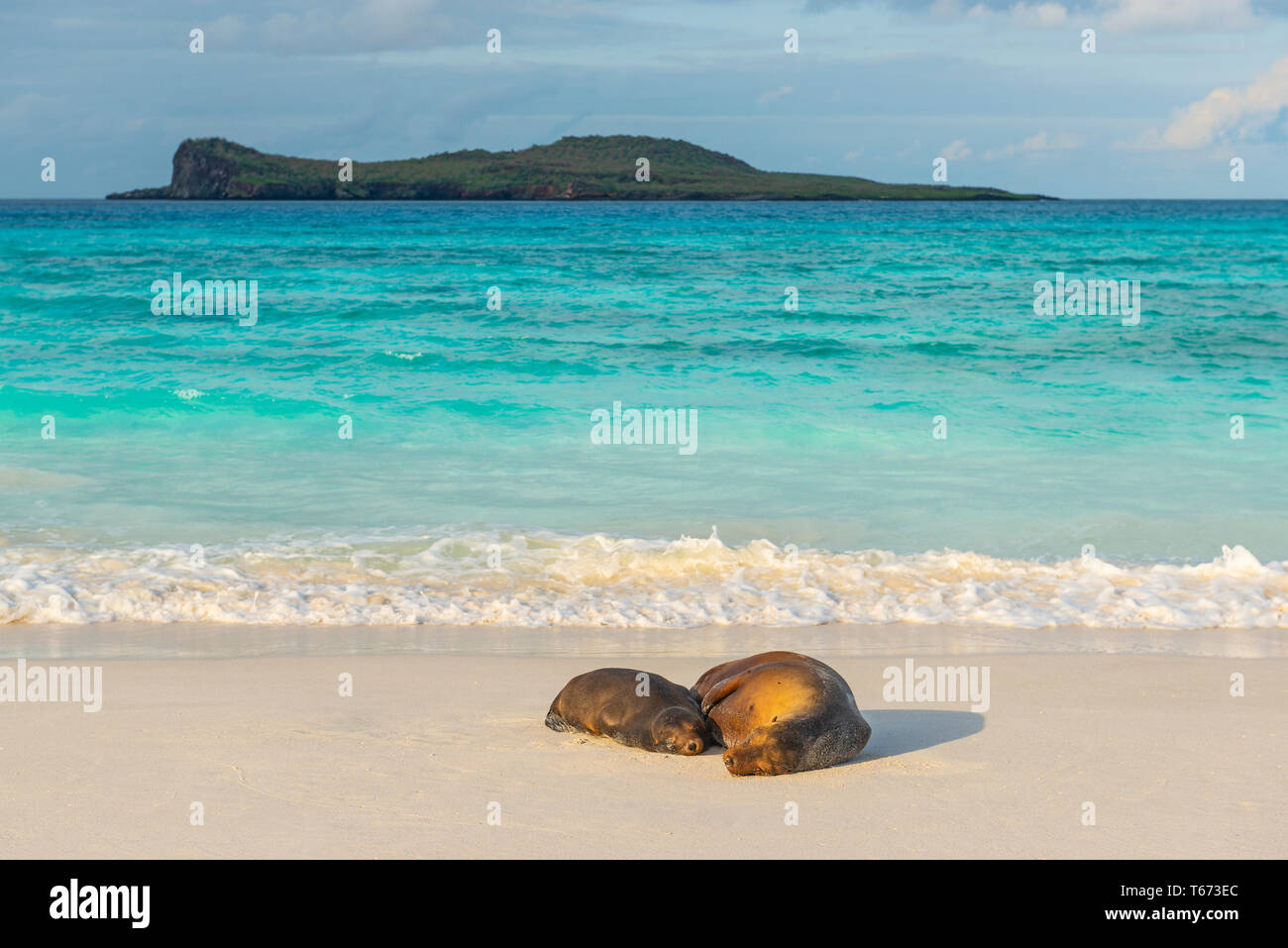 Two Galapagos Sea Lions (Zalophus wollebaeki) having a nap on the idyllic beach of Gardner Bay, Espanola Island, Galapagos national park, Ecuador. Stock Photo