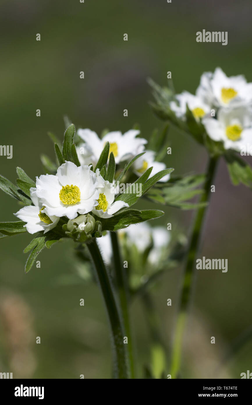 narcissus anemone, Anemone narcissiflora, syn.: Anemonastrum narcissiflorum Stock Photo