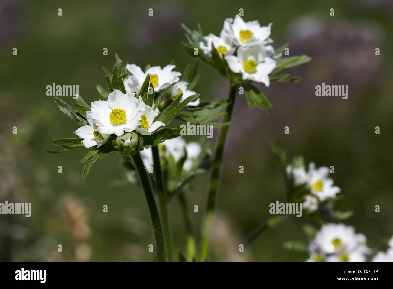 narcissus anemone, Anemone narcissiflora, syn.: Anemonastrum narcissiflorum Stock Photo
